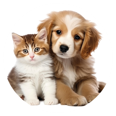 Yavru Kedi & Kpek Mamalar